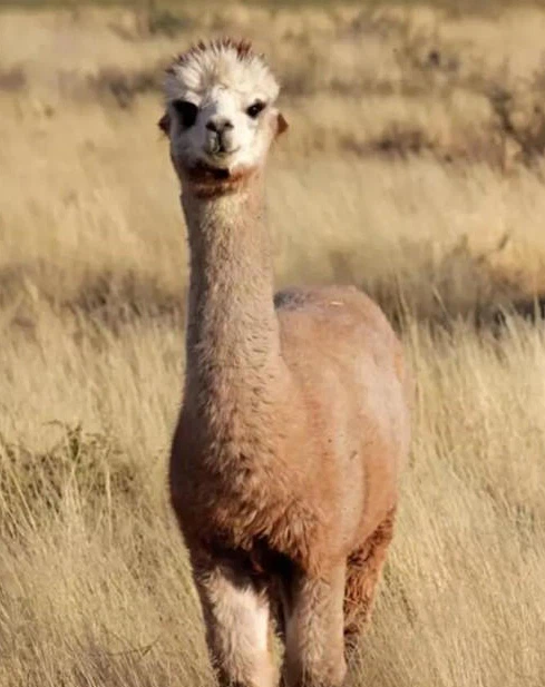 alpaca alpaca